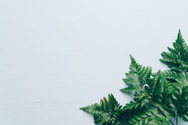 Tropikal yeşil yaprakları renk arka plan üzerinde