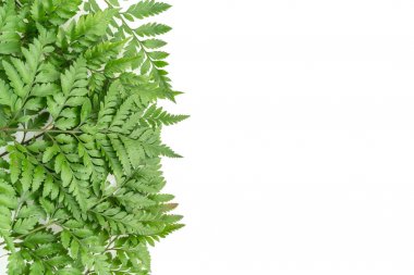 Beyaz arkaplanda tropik yapraklar 