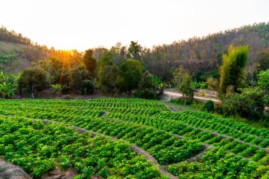 fidanlık bitki Bahçe Dağı'nda