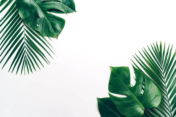 Tropical palm leaves with copy space — Stock Photo, Image