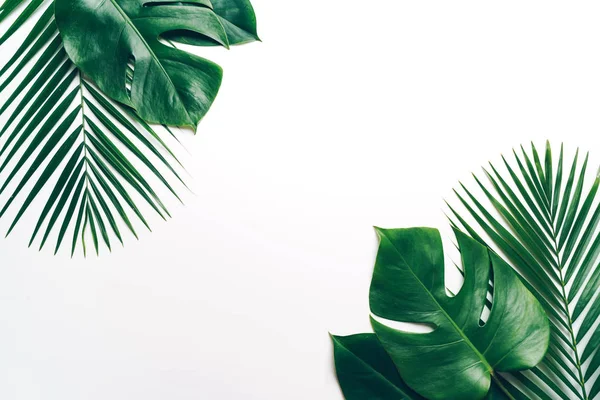 Tropical palm leaves with copy space