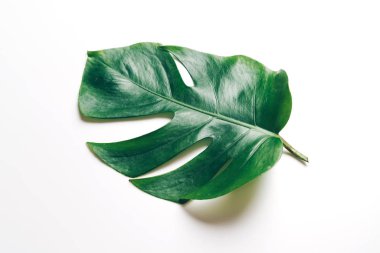 Monstera bırakın renk arka plan üzerinde 
