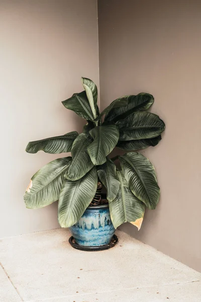 Beautiful plant in pot with empty wall — Stock Photo, Image