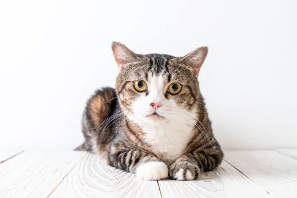 Niedliche und graue Katze — Stockfoto
