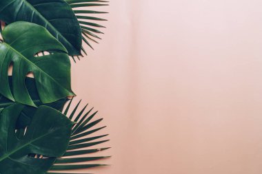 Kopya alanı ile tropikal palmiye yaprakları