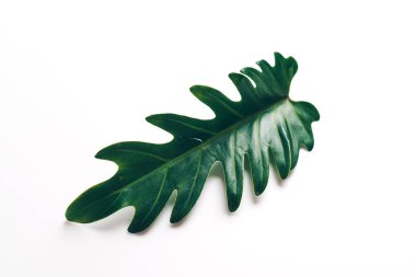 Monstera bırakın renk arka plan üzerinde 