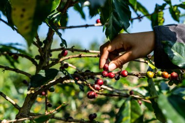 taze kahve çekirdekleri 