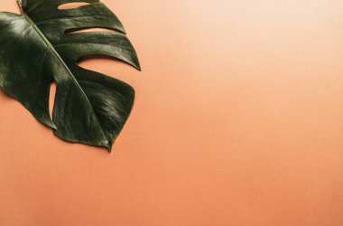 Monstera bırakın renk arka plan üzerinde 