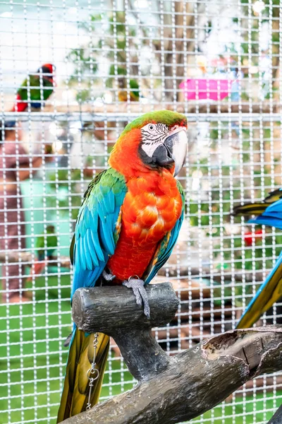 Schöner Papagei im Zoo — Stockfoto