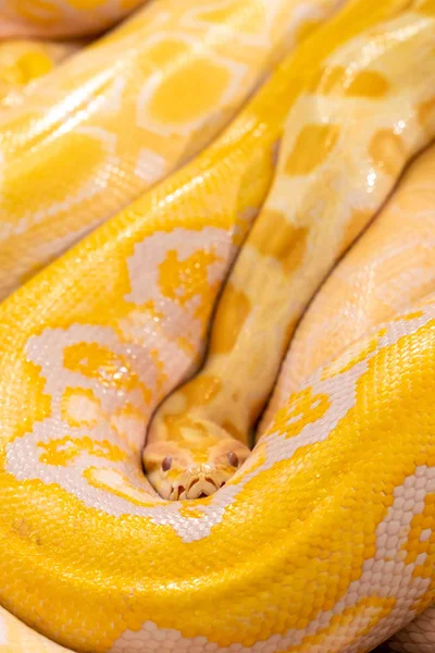 Python doré dans le zoo — Photo
