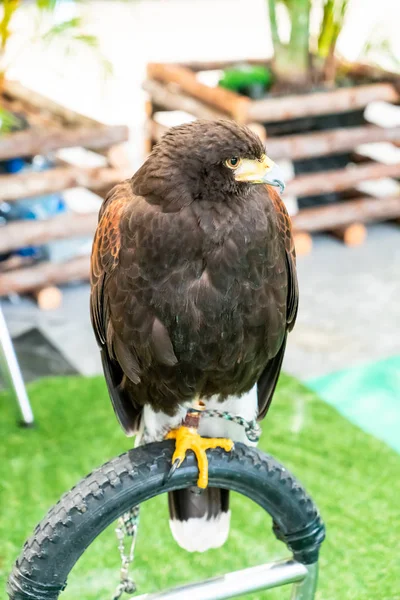 Schöner Habicht im Zoo — Stockfoto