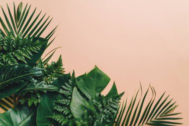 Kopya alanı ile tropikal palmiye yaprakları