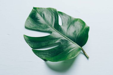 Monstera bırakın renk arka plan üzerinde 