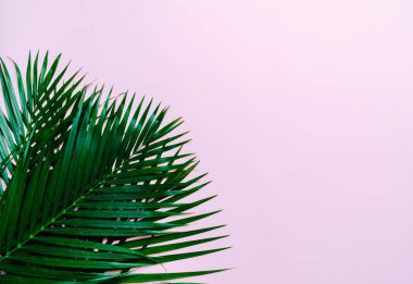 Kopya alanı ile tropikal palmiye yaprakları