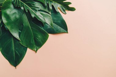 Kopya alanı ile tropikal palmiye yaprakları