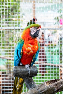 Hayvanat bahçesindeki güzel papağan