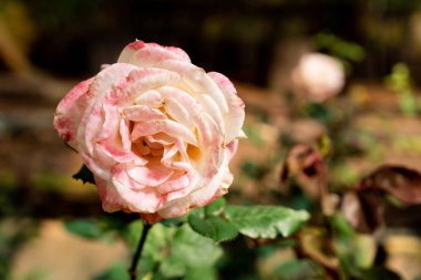 Güzel gül çiçekleri