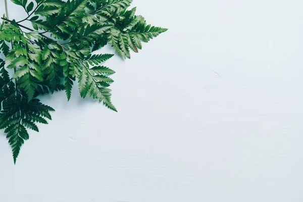 Tropische grüne Blätter auf farbigem Hintergrund — Stockfoto