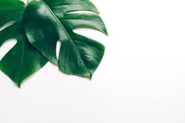Monstera bırakın renk arka plan üzerinde 