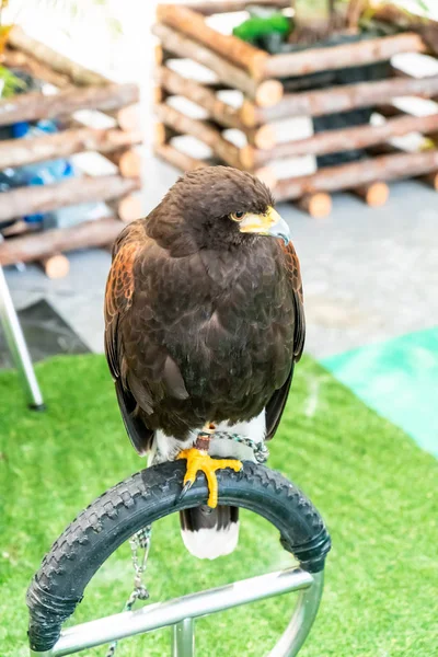 Schöner Habicht im Zoo — Stockfoto