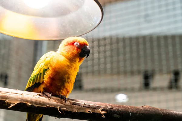 Liebe Vogel für den Fall — Stockfoto