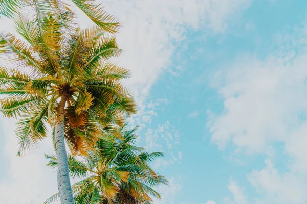 Hermosa palmera de coco en el cielo azul — Foto de Stock