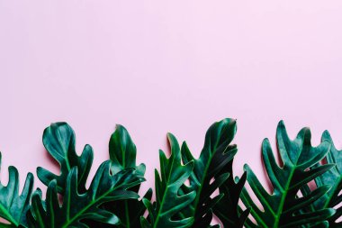 Monstera bırakın renk arka plan üzerinde 