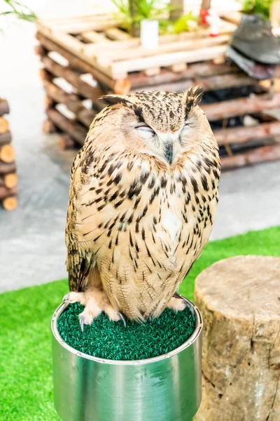 Schöne Eule im Zoo — Stockfoto