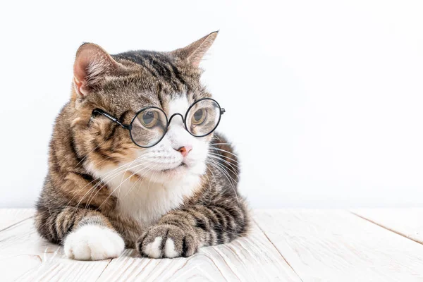 Roztomilý kočka s brýlemi — Stock fotografie