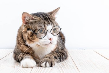 Gözlüklü şirin kedi