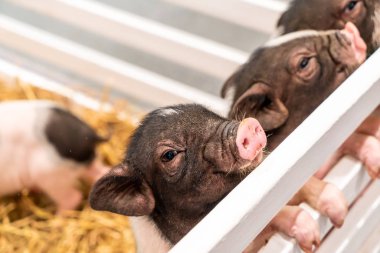 çiftlikte bebek domuz