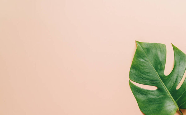 Monstera leave on color background 