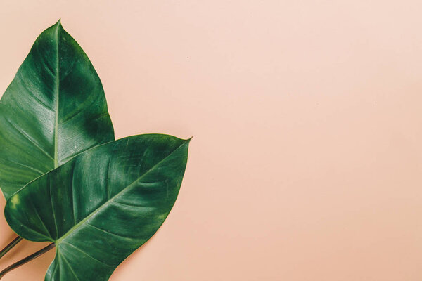 Monstera leave on color background 