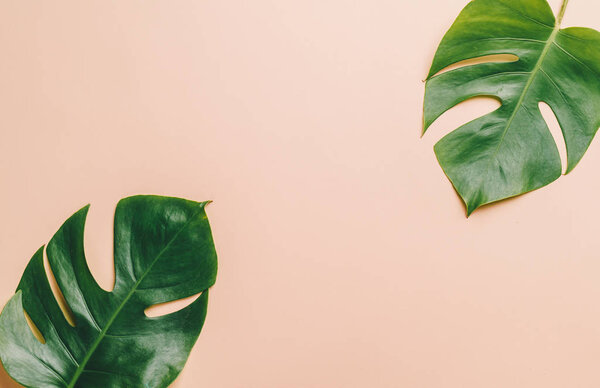 Monstera leave on color background 