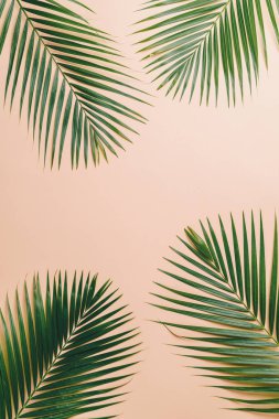 Kopya alanı ile tropikal palmiye yaprakları