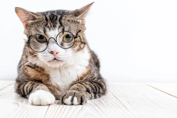 Roztomilý kočka s brýlemi — Stock fotografie