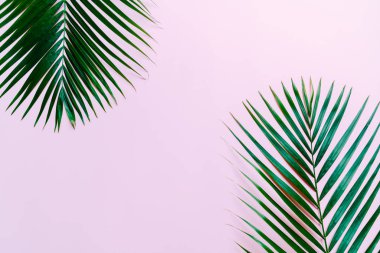 Kopya alanı ile tropikal palmiye yaprakları