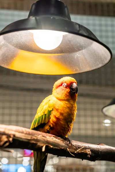 Liebe Vogel für den Fall — Stockfoto