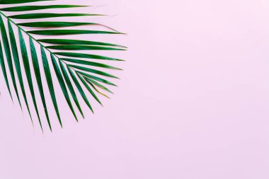 Kopya alanı ile tropikal palmiye yaprakları