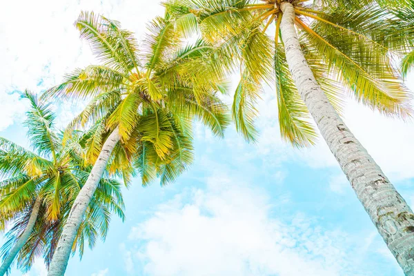 Beautiful coconut palm tree on blue sky — Stock Photo, Image
