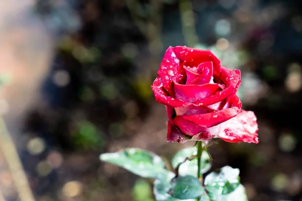 Beautiful rose flowers — Stock Photo, Image