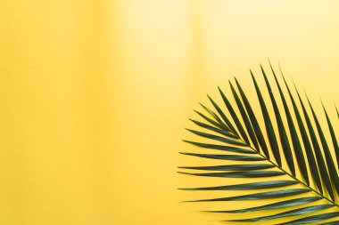 Kopya alanı ile tropikal palmiye yaprakları