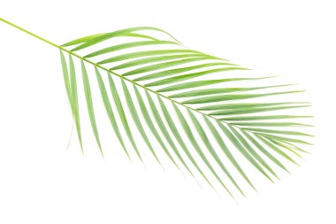 Beyaz arkaplanda tropik yapraklar