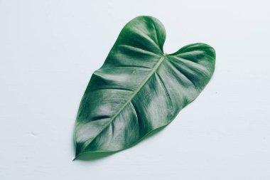 Monstera bırakın renk arka plan üzerinde 