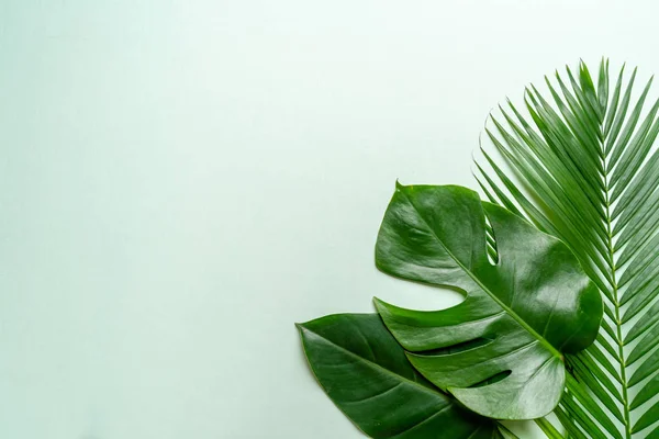 Tropical palm leaves with copy space