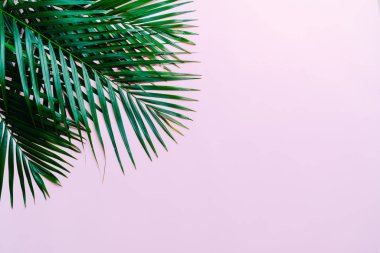 Kopya alanı ile tropikal palmiye yaprakları
