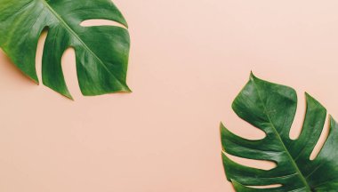 Monstera bırakın renk arka plan üzerinde 