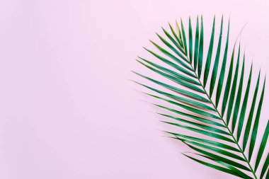 Kopya alanı ile tropikal palmiye yaprakları