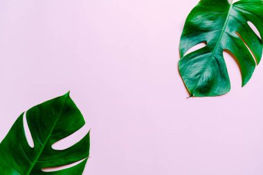 Monstera bırakın renk arka plan üzerinde 