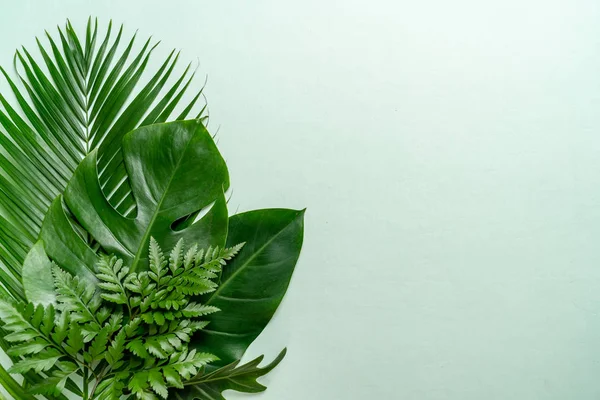 Tropical palm leaves with copy space — Stock Photo, Image